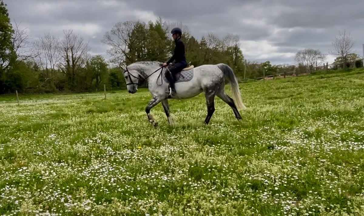 9yr old mare - Image 1