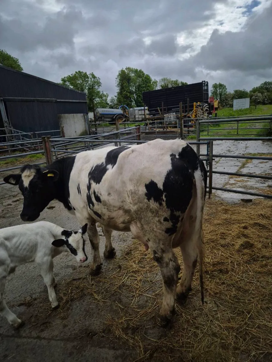 2x box heifers wit calves at foot - Image 2