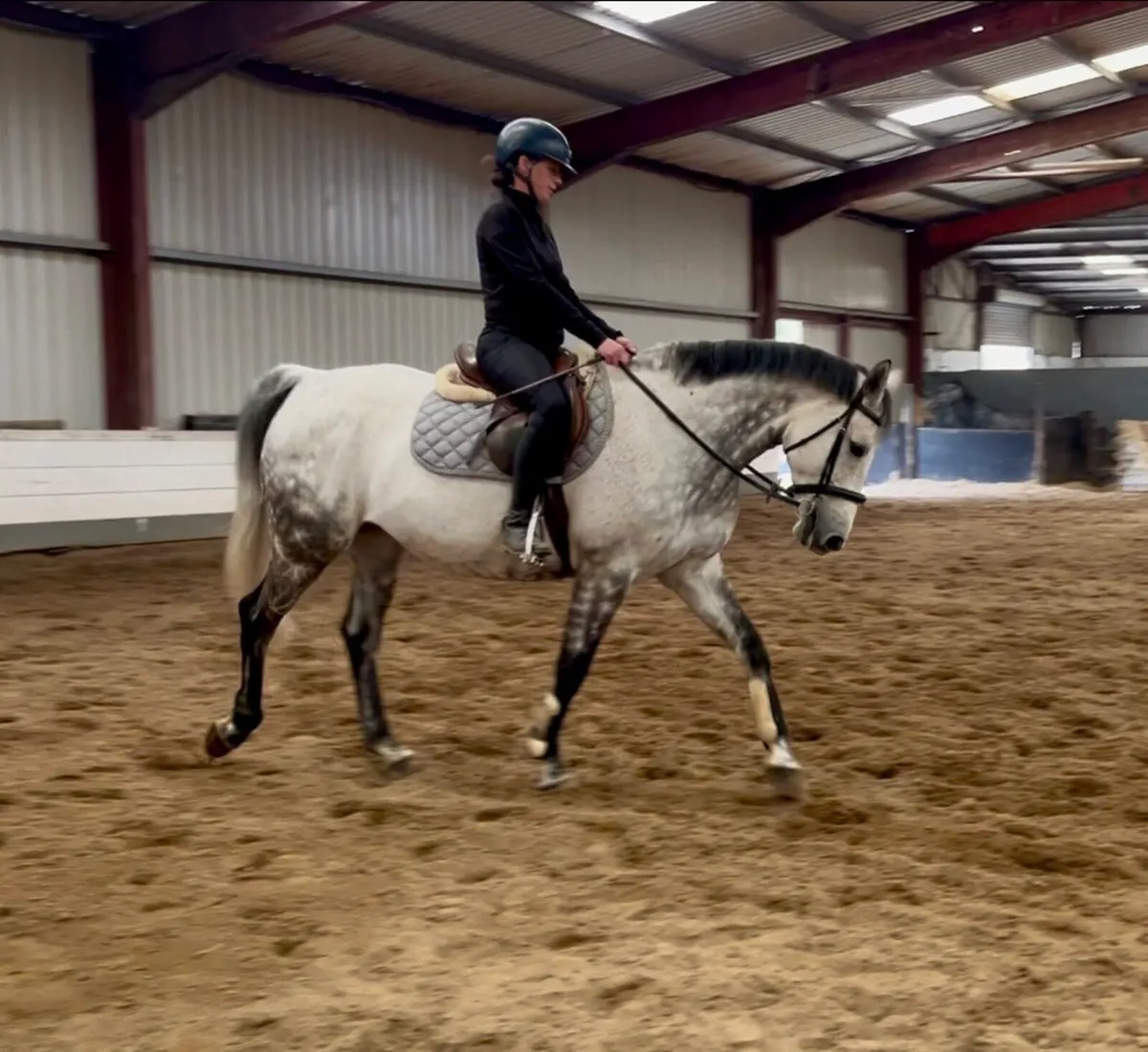9yr old mare - Image 2