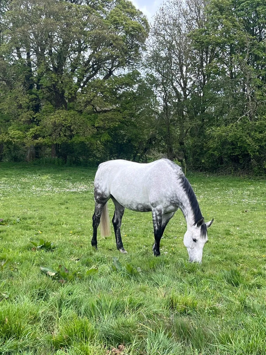 9yr old mare - Image 3