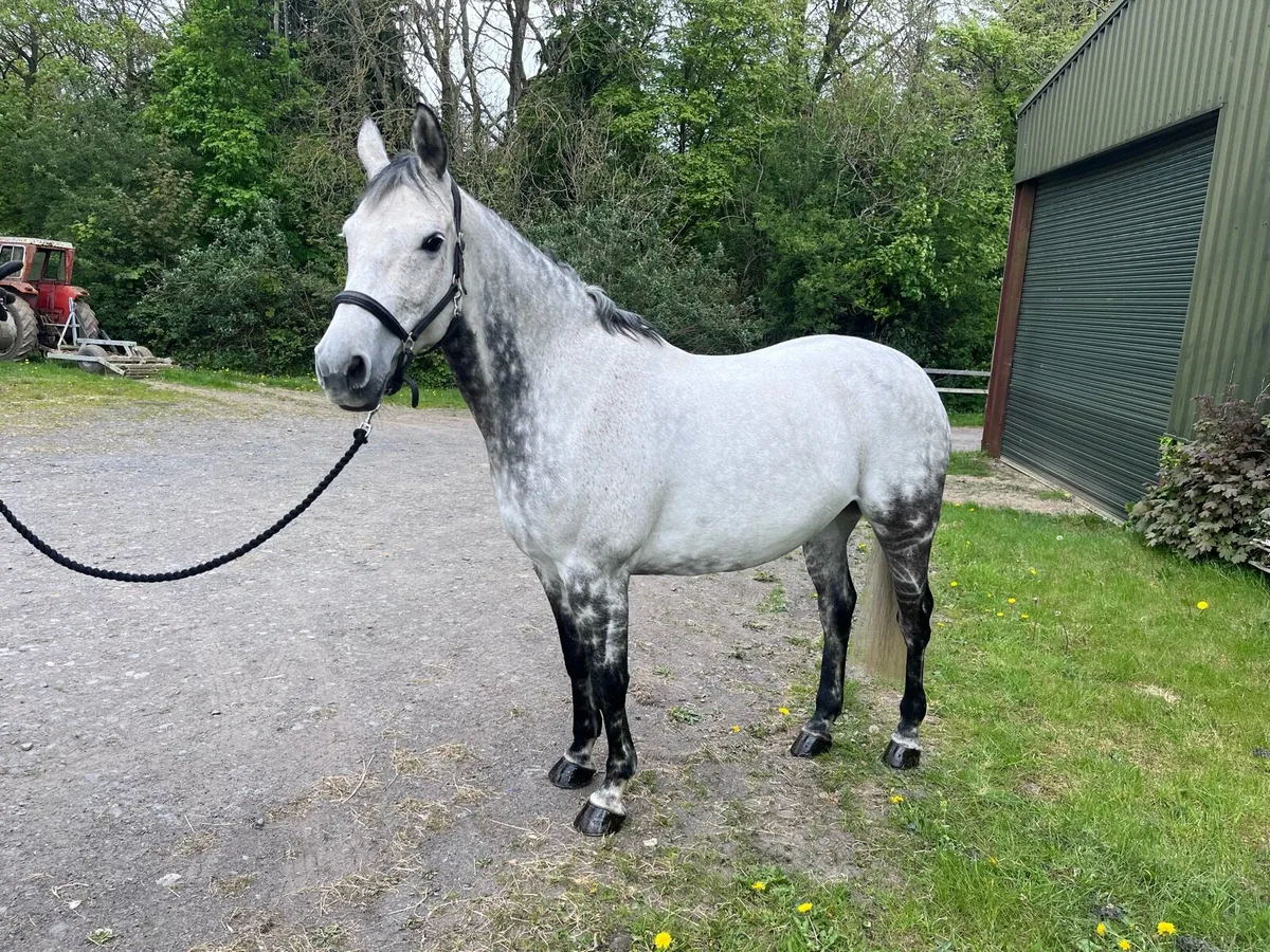 9yr old mare - Image 4
