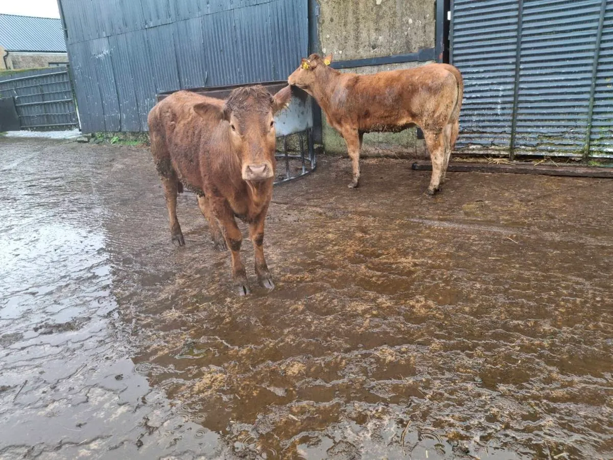 Breeding heifers - Image 4