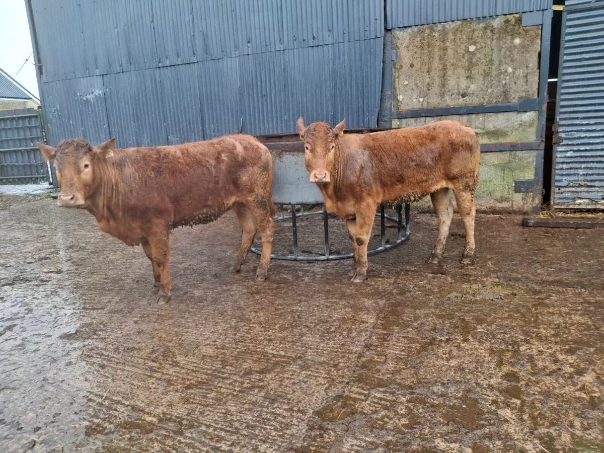 Breeding heifers - Image 1