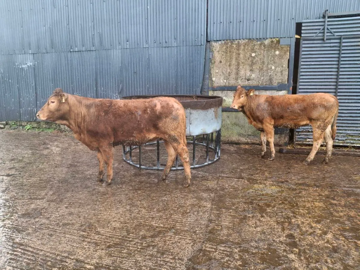 Breeding heifers - Image 2