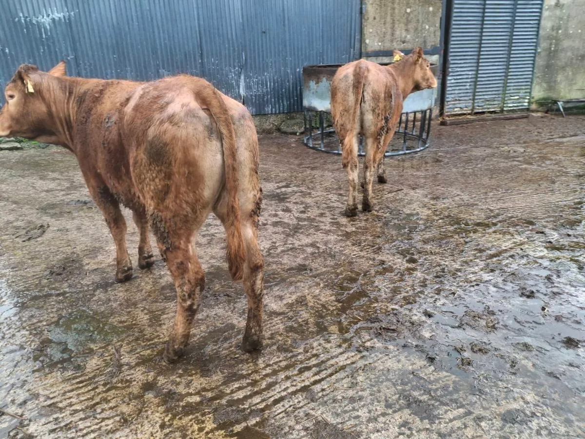 Breeding heifers - Image 3