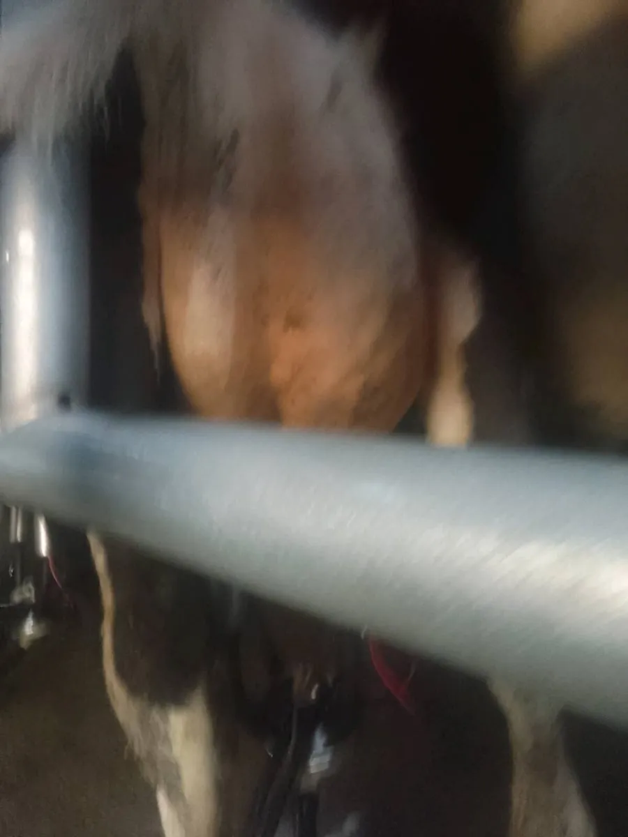 Cow - Image 1