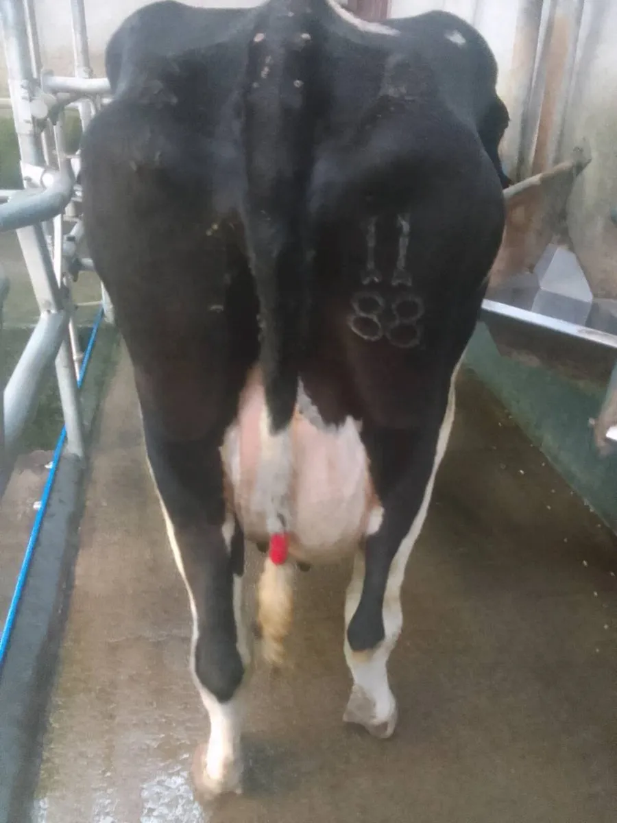 Cow - Image 2