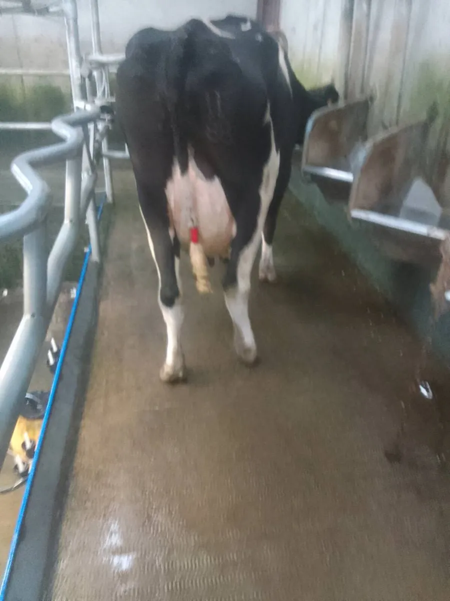 Cow - Image 3