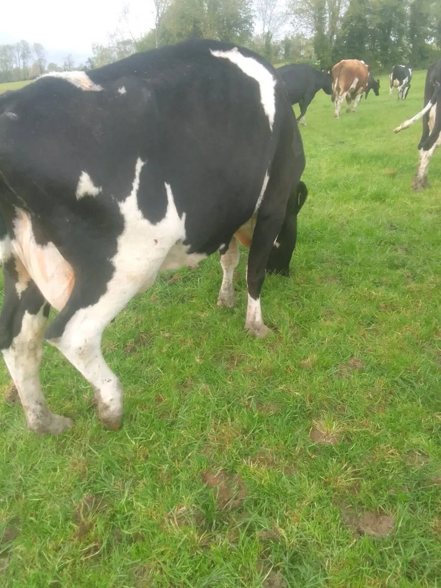 Cow - Image 4