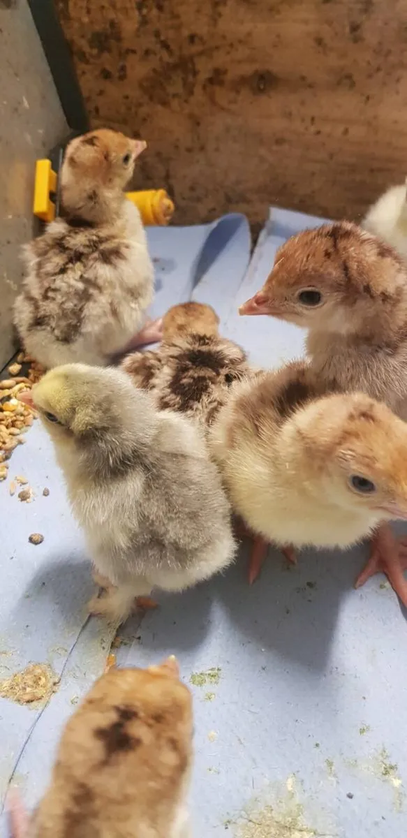 🦃DAY OLD Turkeys 🦃  .chicks🐣 . . .roosters 🐔 - Image 2
