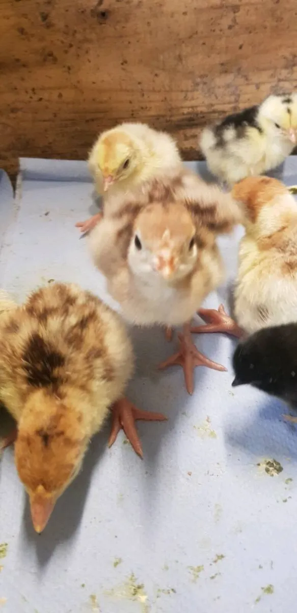 🦃DAY OLD Turkeys 🦃  .chicks🐣 . . .roosters 🐔 - Image 1