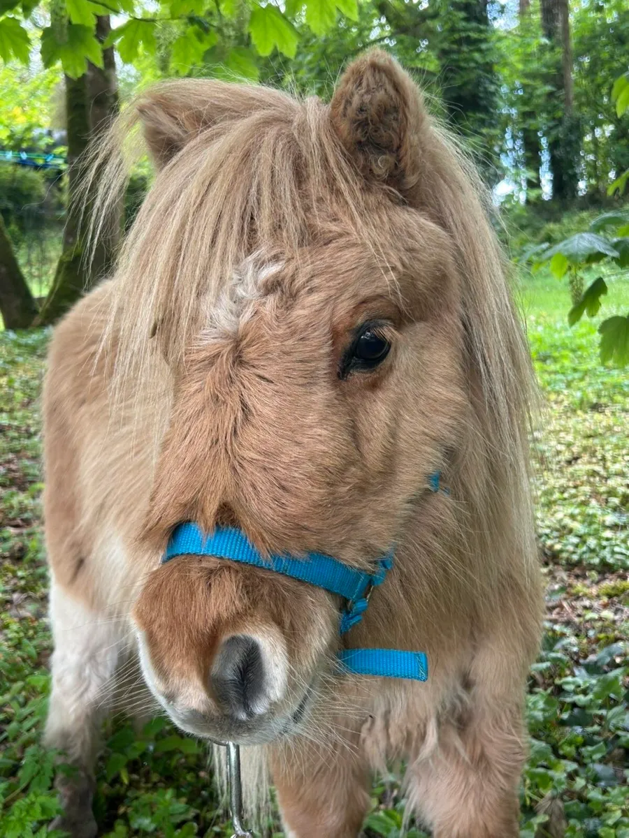 Purebred mini Shetland Gelding - Image 1