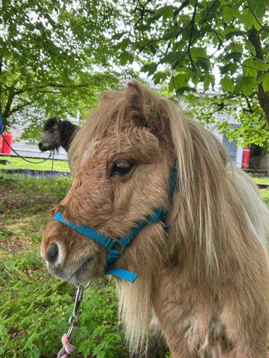 Purebred mini Shetland Gelding - Image 3