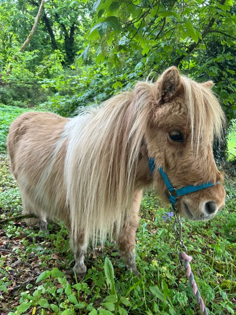 Purebred mini Shetland Gelding - Image 4