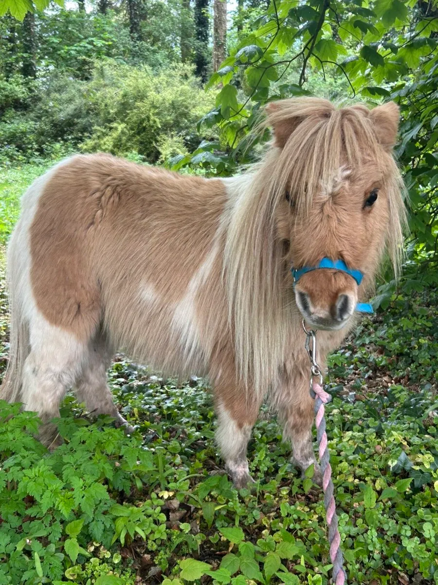 Purebred mini Shetland Gelding - Image 2