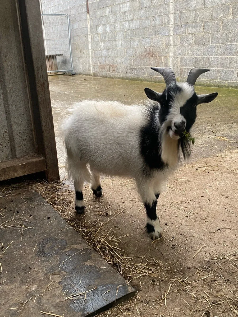 Pygmy male goat + Kids - Image 1