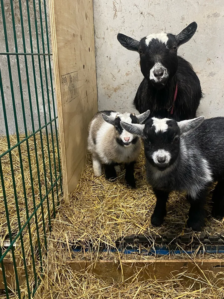 Pygmy male goat + Kids - Image 2