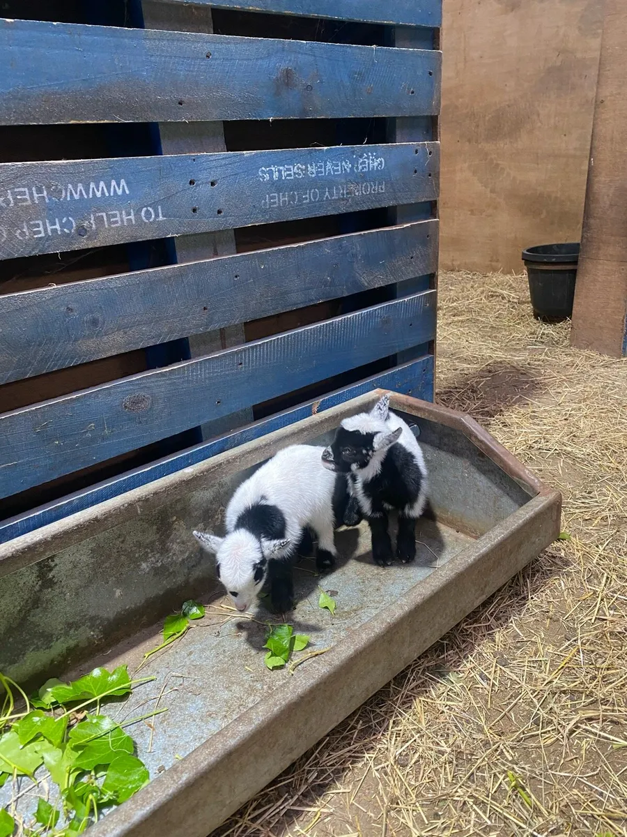Pygmy male goat + Kids - Image 3