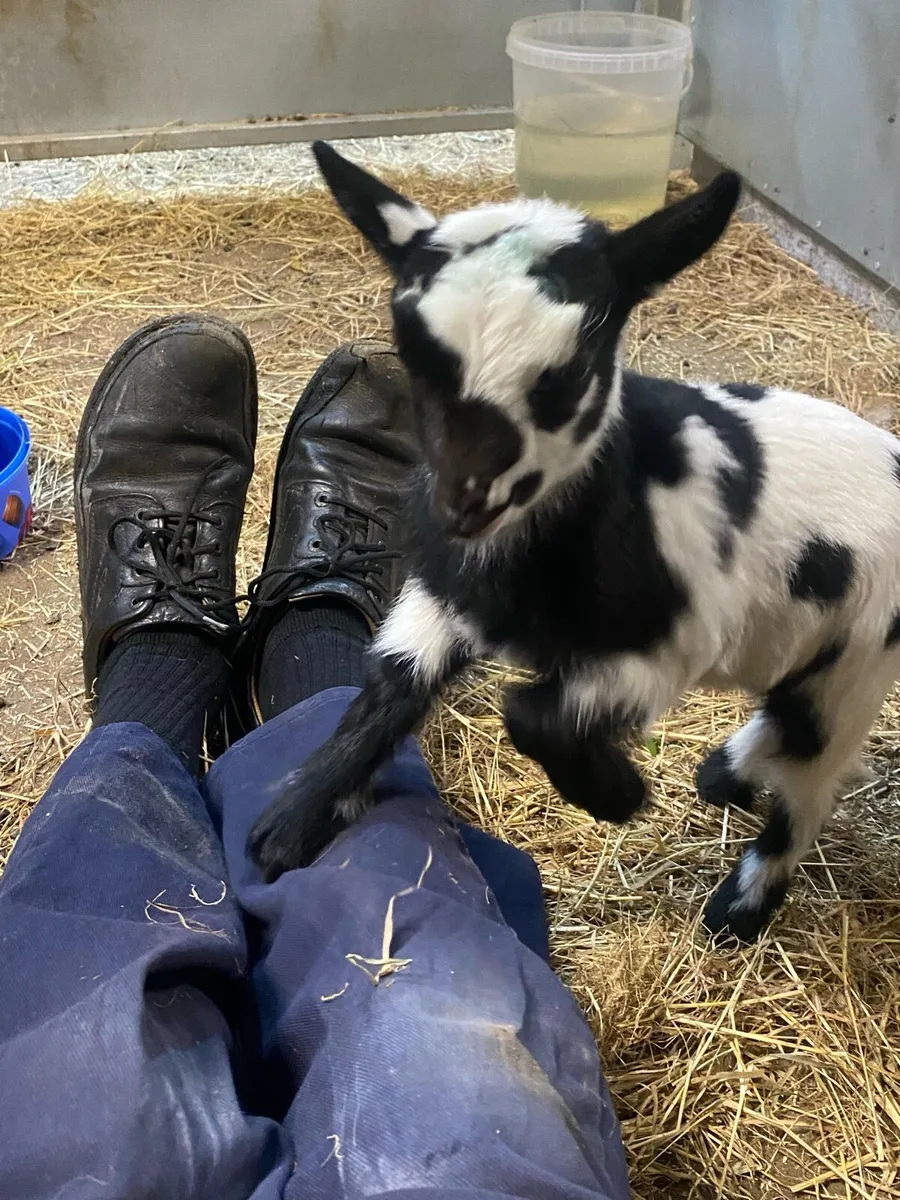 Pygmy male goat + Kids - Image 4