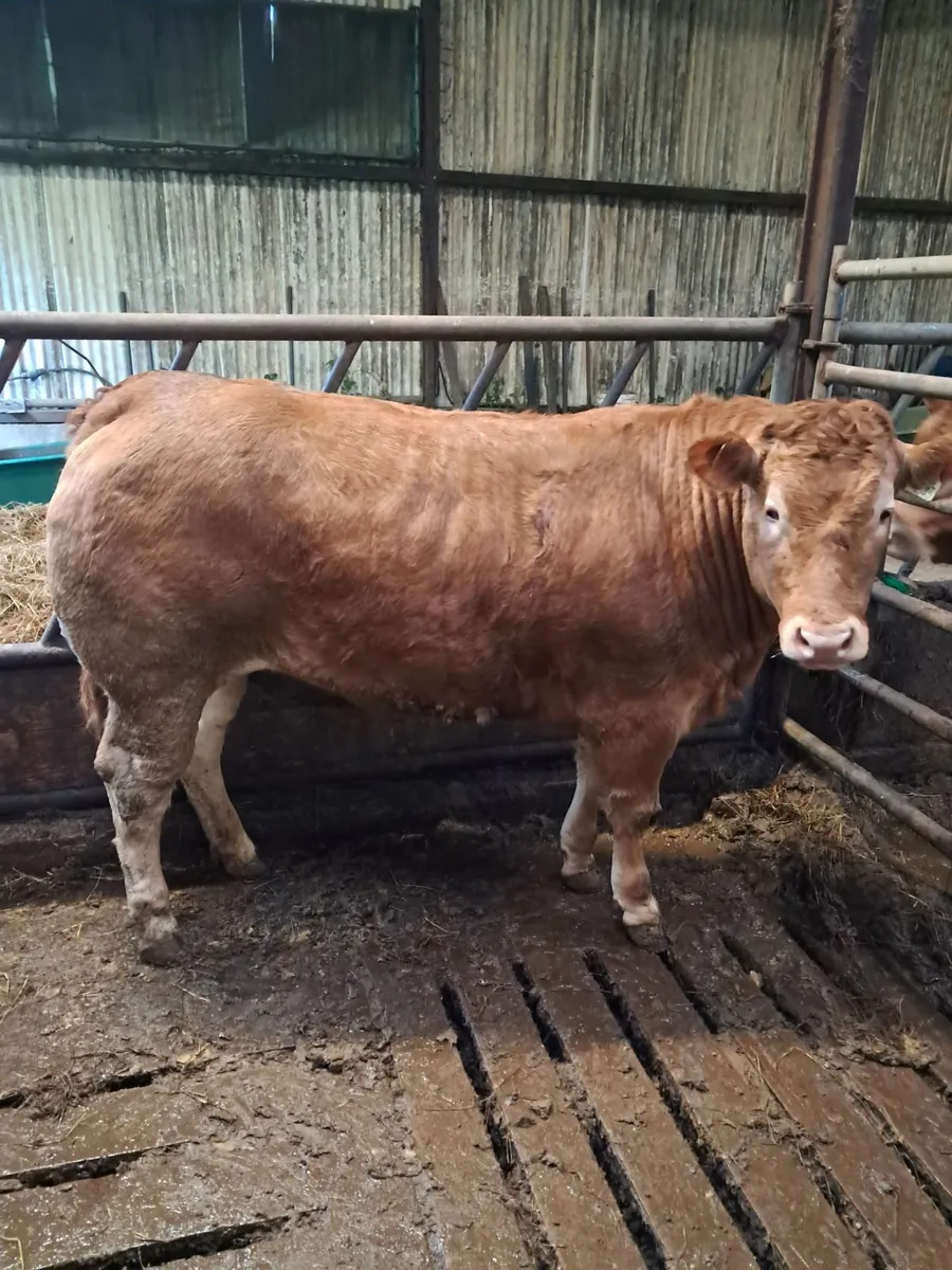 Pbr limousin heifers - Image 1