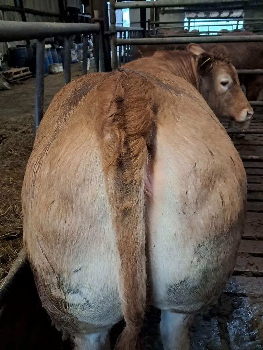 Pbr limousin heifers - Image 2