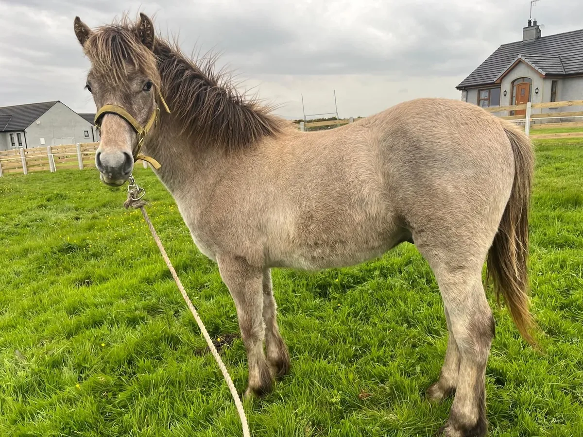 Horses - Image 3