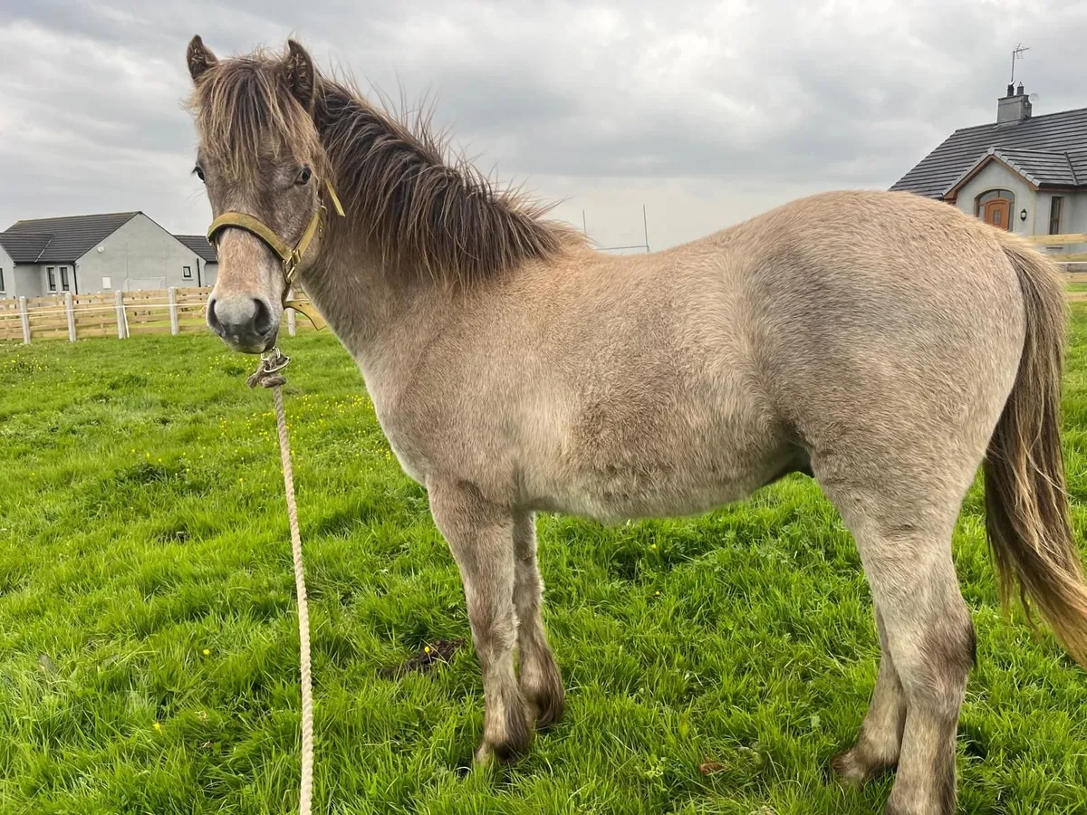 Horses - Image 4