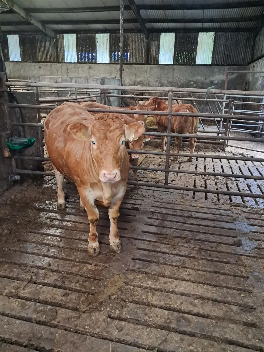 Pbr limousin heifers - Image 3