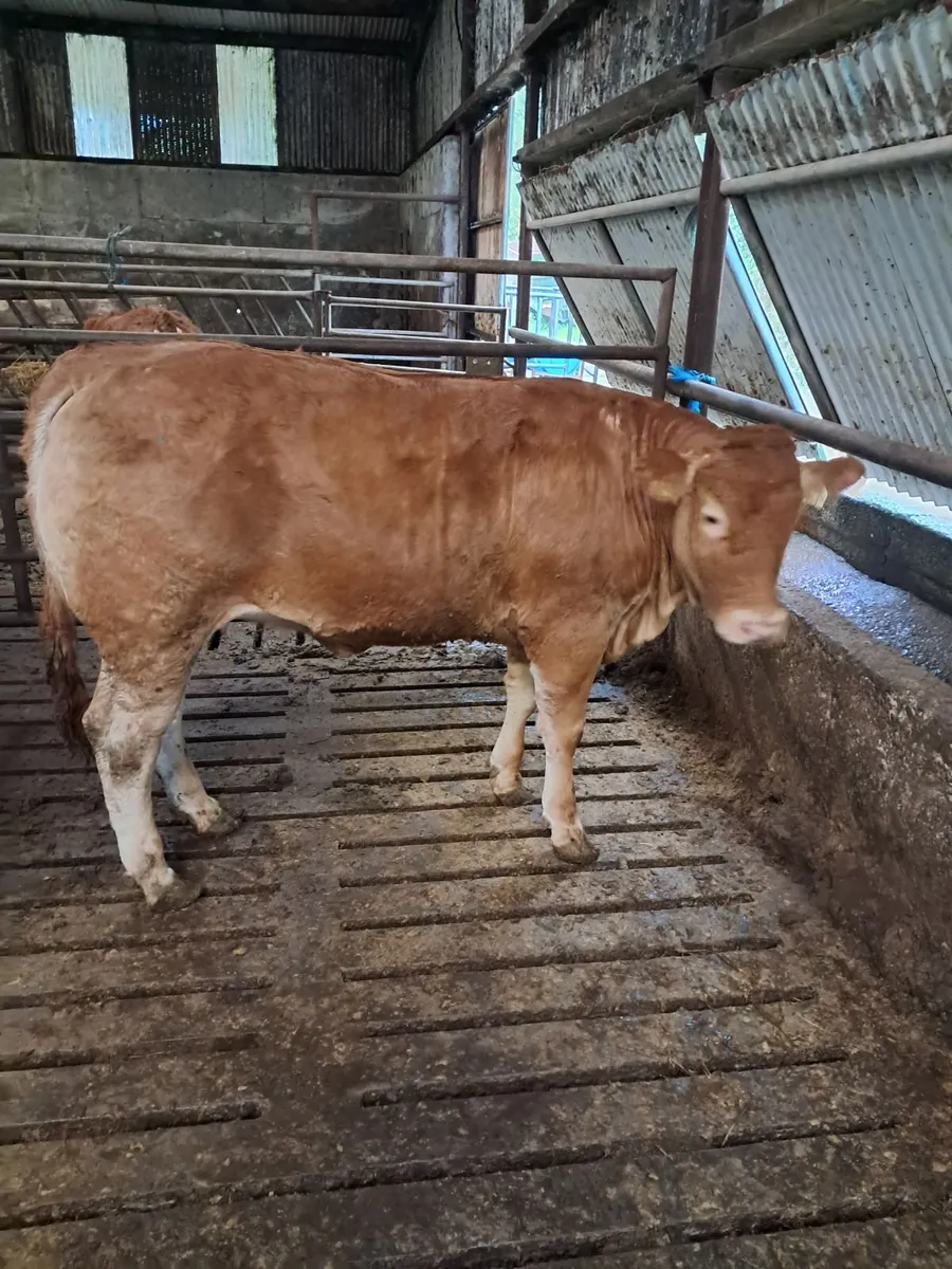 Pbr limousin heifers - Image 4