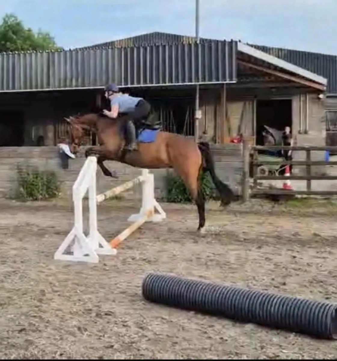 16hh Bay TB 7yr old gelding - Image 3
