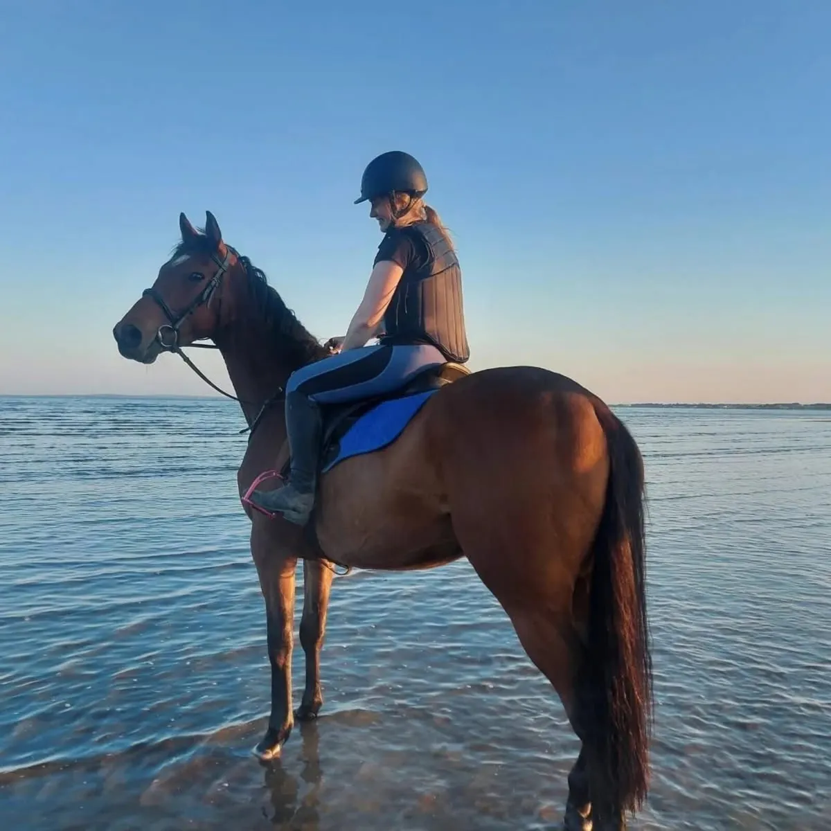 16hh Bay TB 7yr old gelding - Image 2