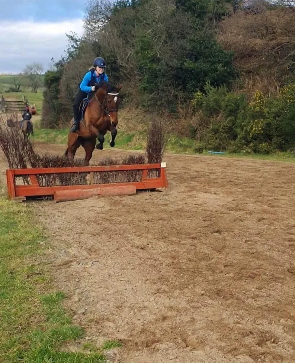 16hh Bay TB 7yr old gelding - Image 1