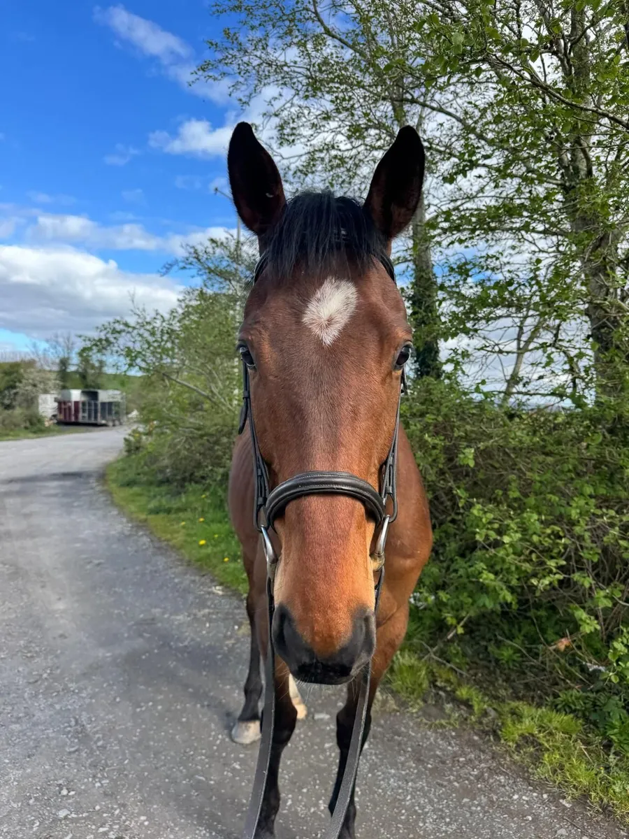 16hh Bay TB 7yr old gelding - Image 4