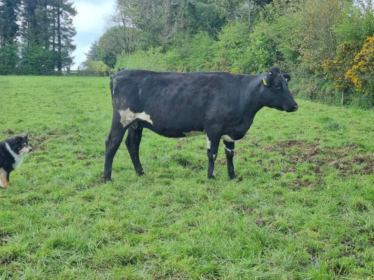 Incalf heifer - Image 1