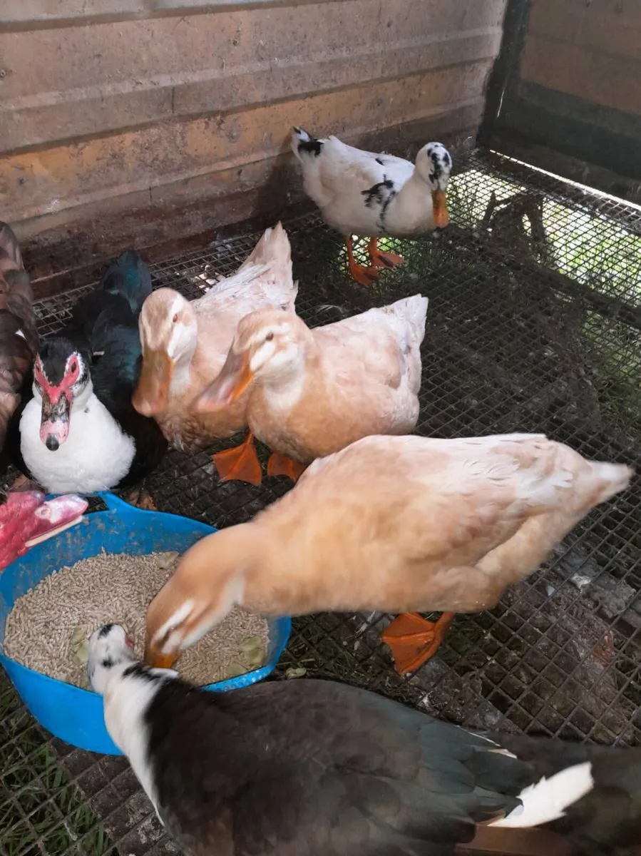 Saxony ducks - Image 1
