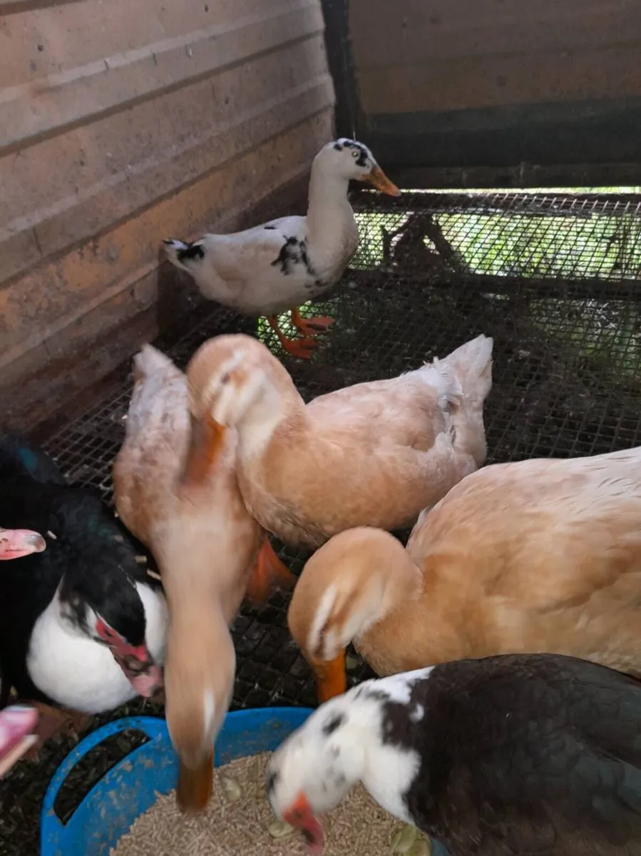 Saxony ducks - Image 2
