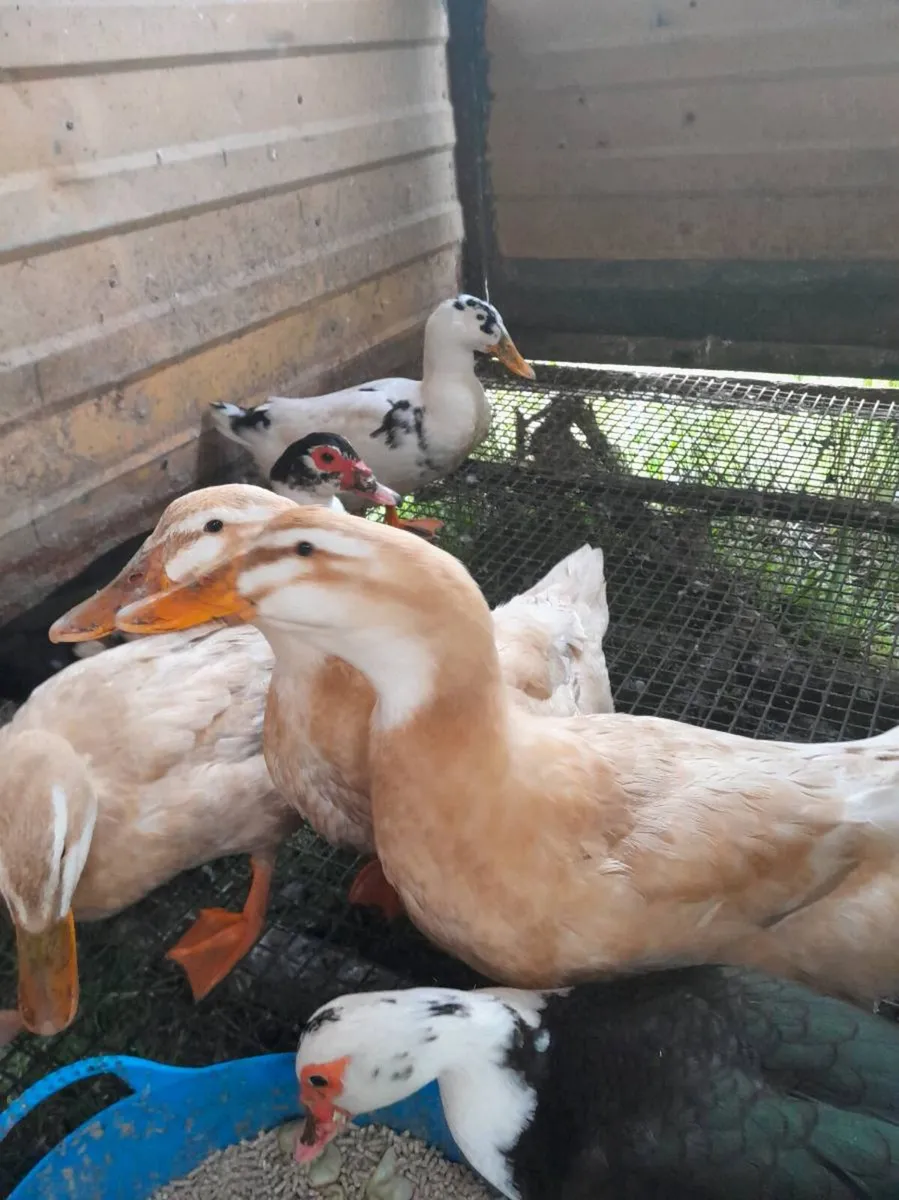 Saxony ducks - Image 3