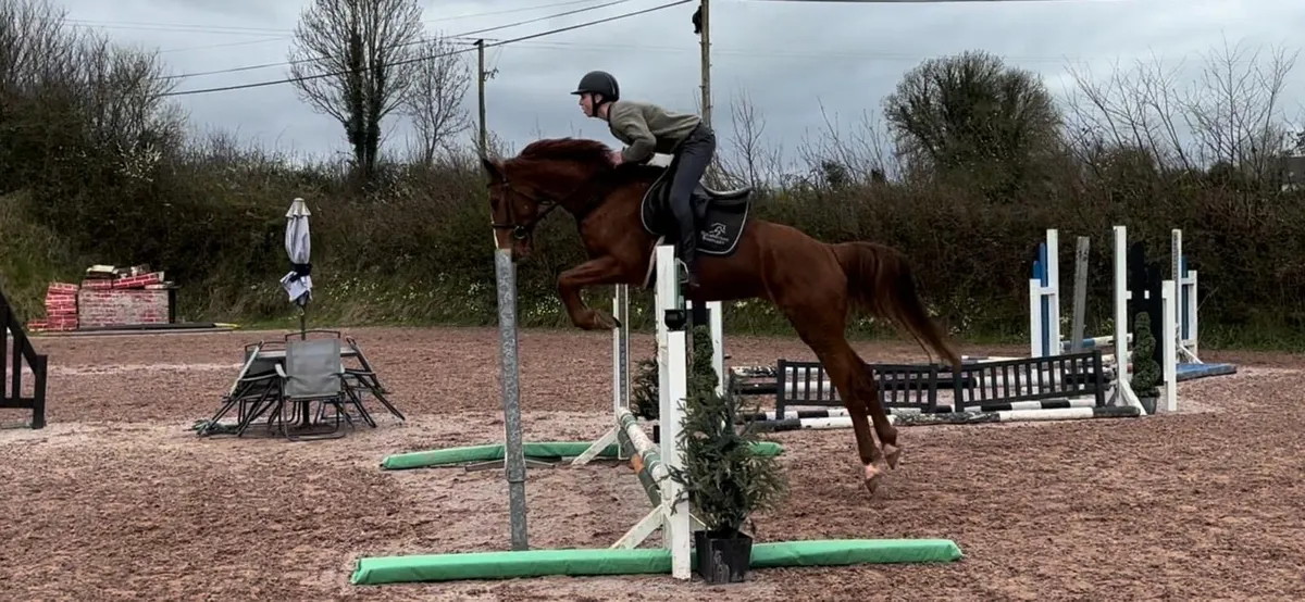 Showjumper/eventer - Image 1
