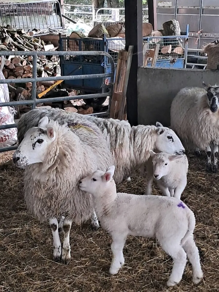 Sheep - Image 3