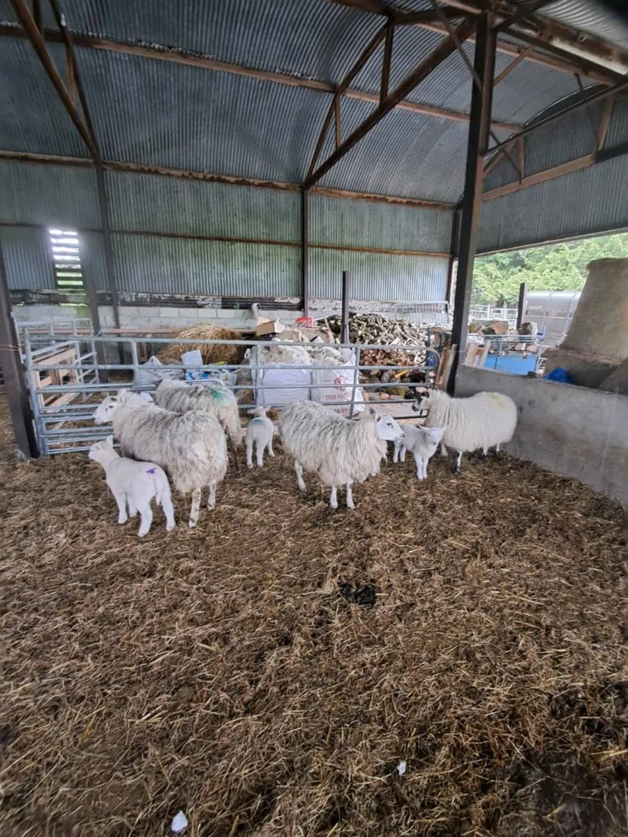 Sheep - Image 1