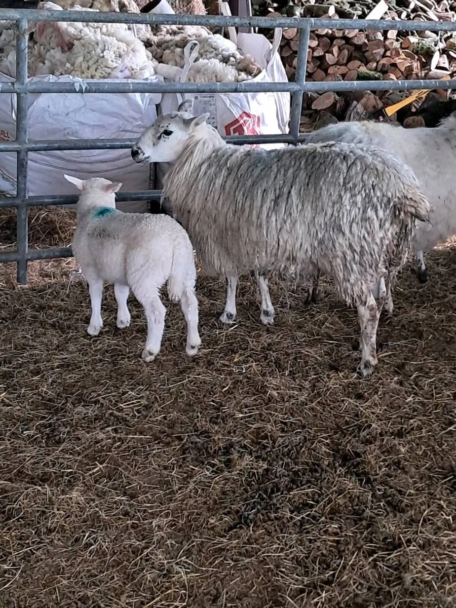Sheep - Image 2