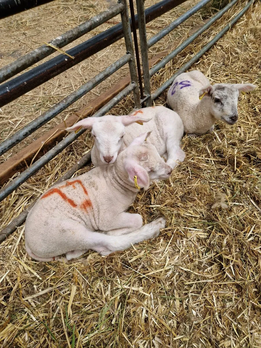 Pet lambs - Image 1