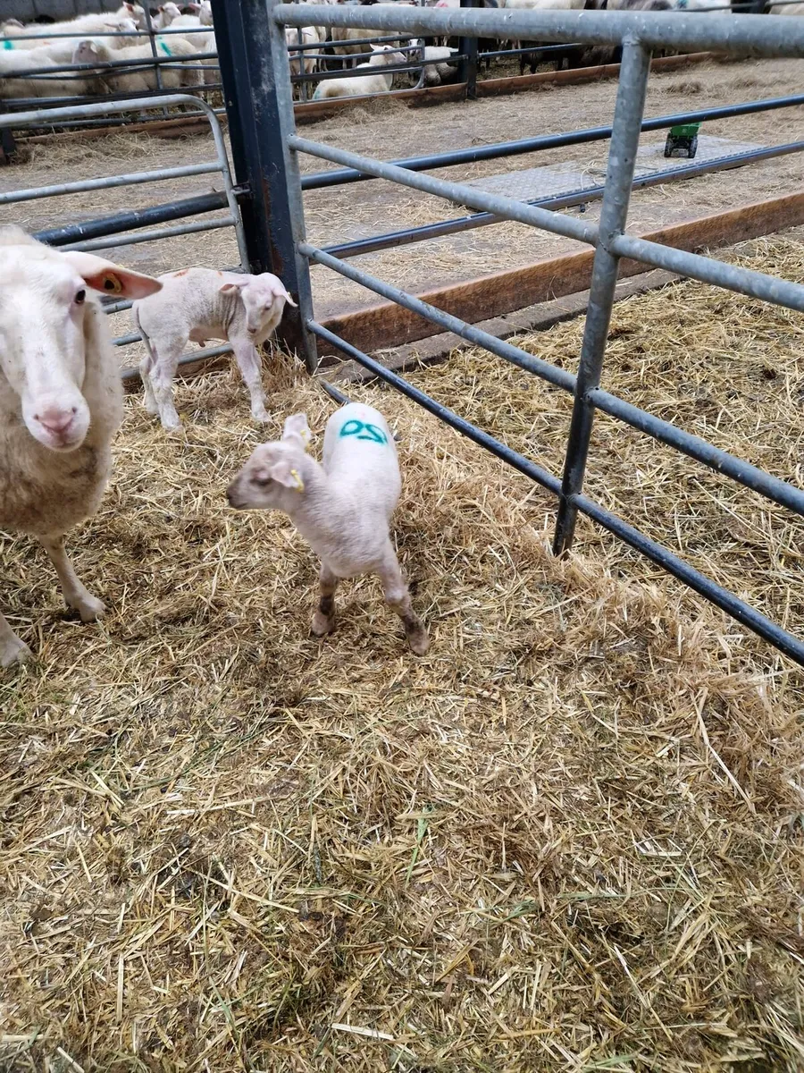 Pet lambs - Image 2
