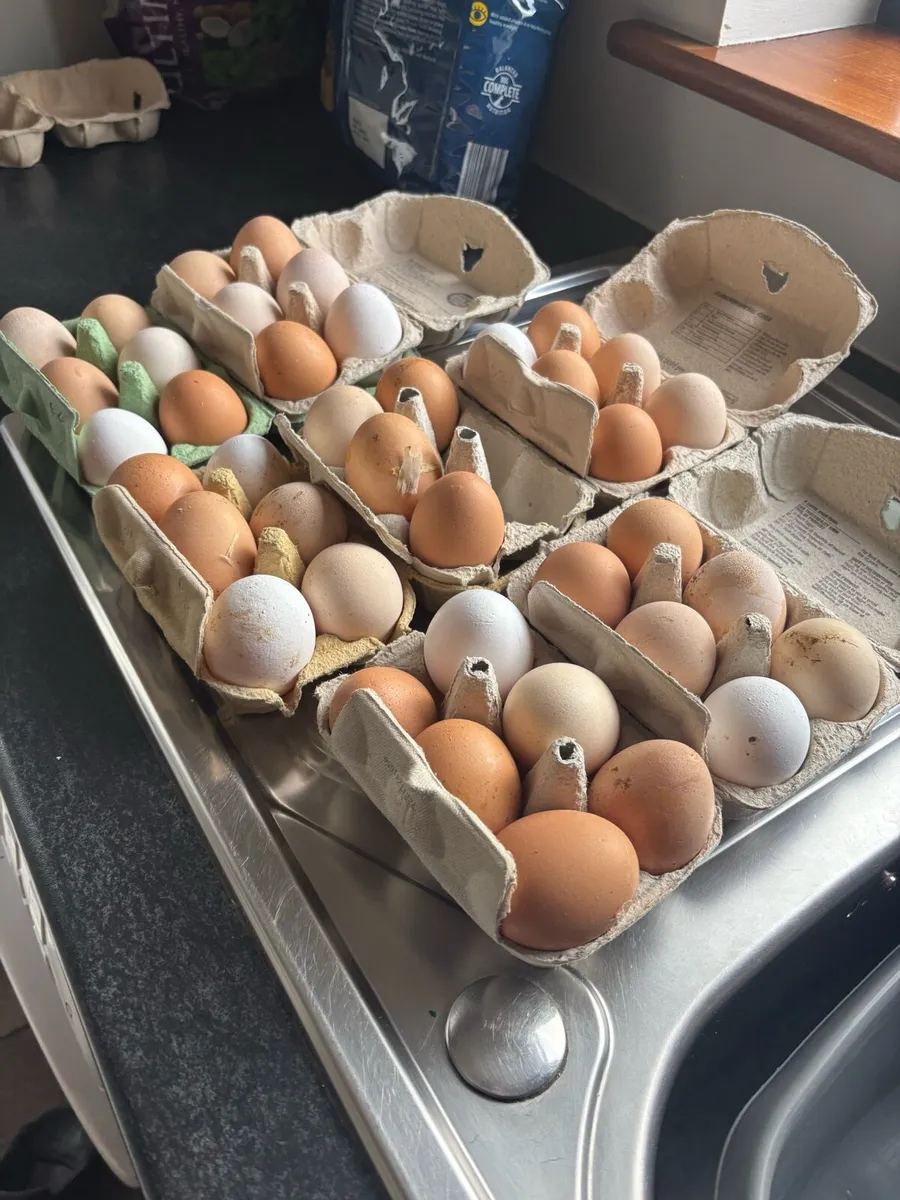 Top class hens ⭐️ - Image 1