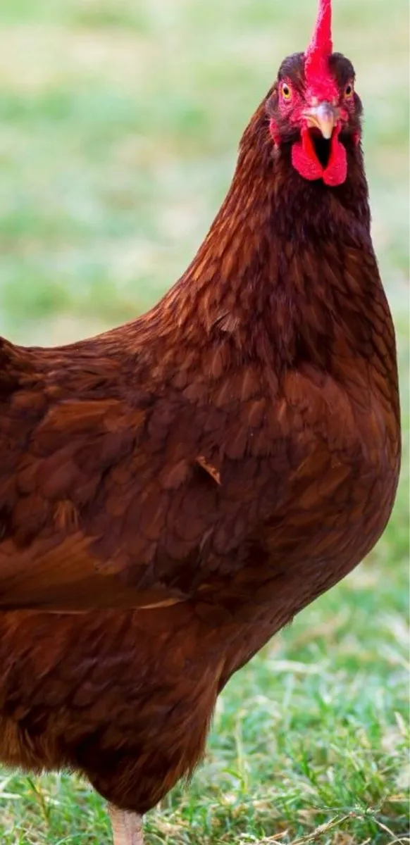 Top class hens ⭐️ - Image 2