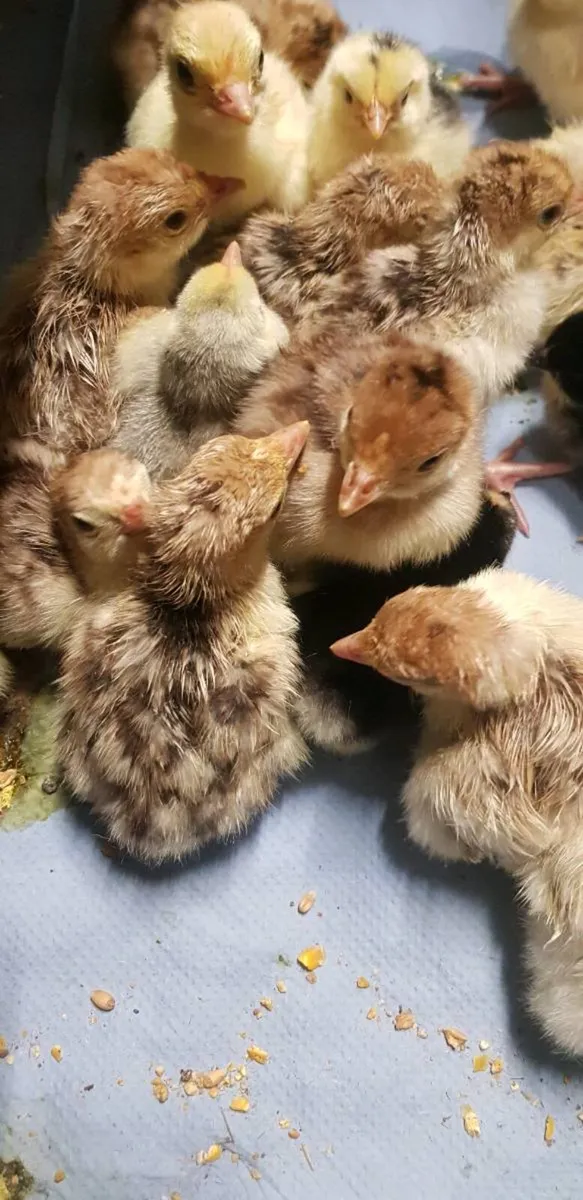 🦃DAY OLD Turkeys 🦃  .chicks🐣 . . .roosters 🐔 - Image 1