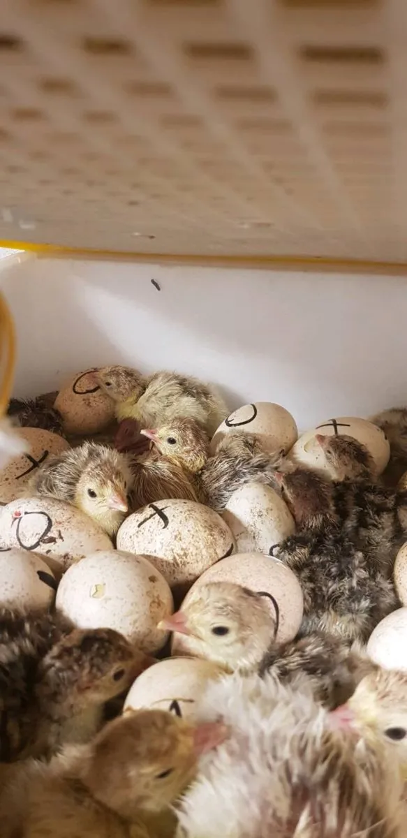🦃DAY OLD Turkeys 🦃  .chicks🐣 . . .roosters 🐔 - Image 2