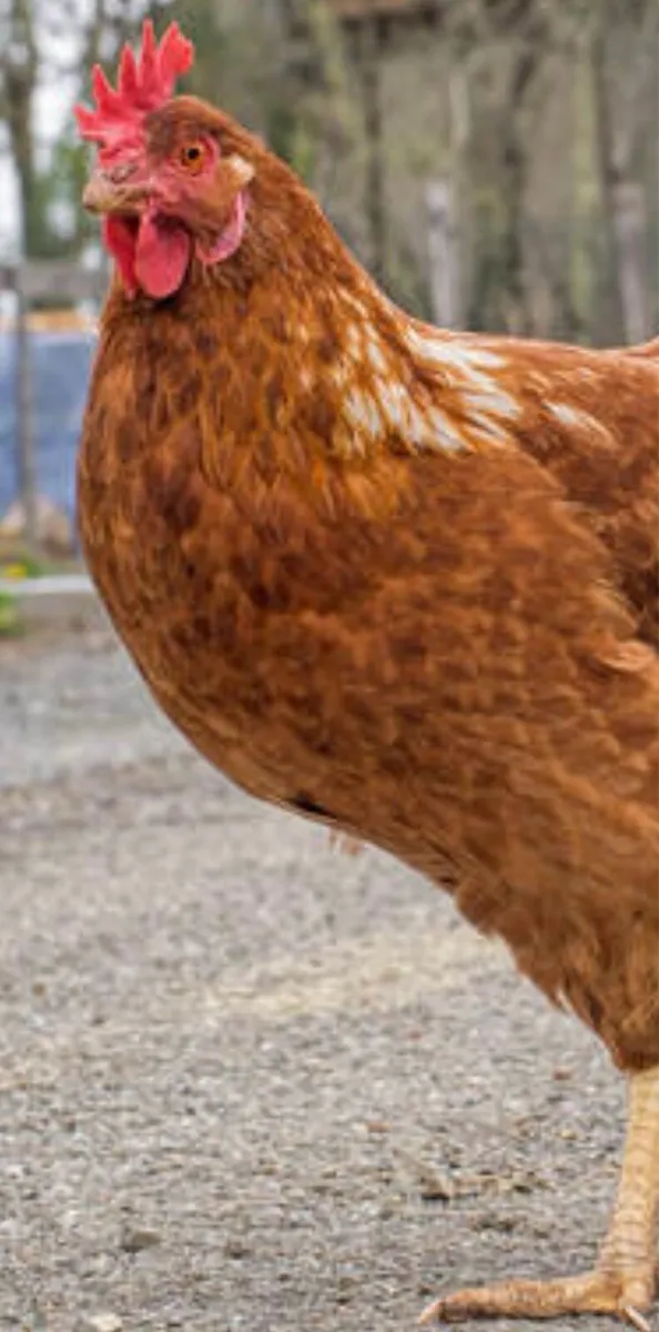 Top class hens ⭐️ - Image 3