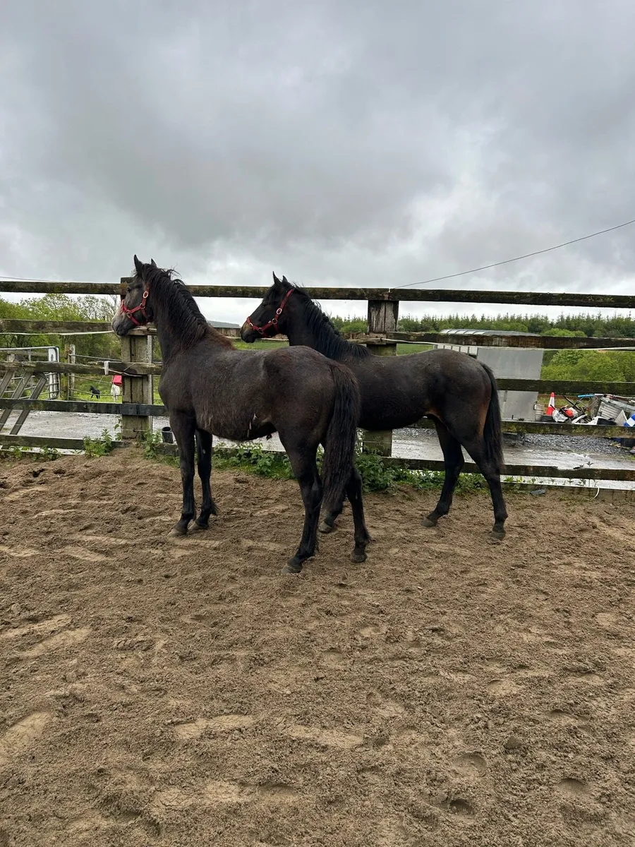 Connemara Yearling Colts - Image 1