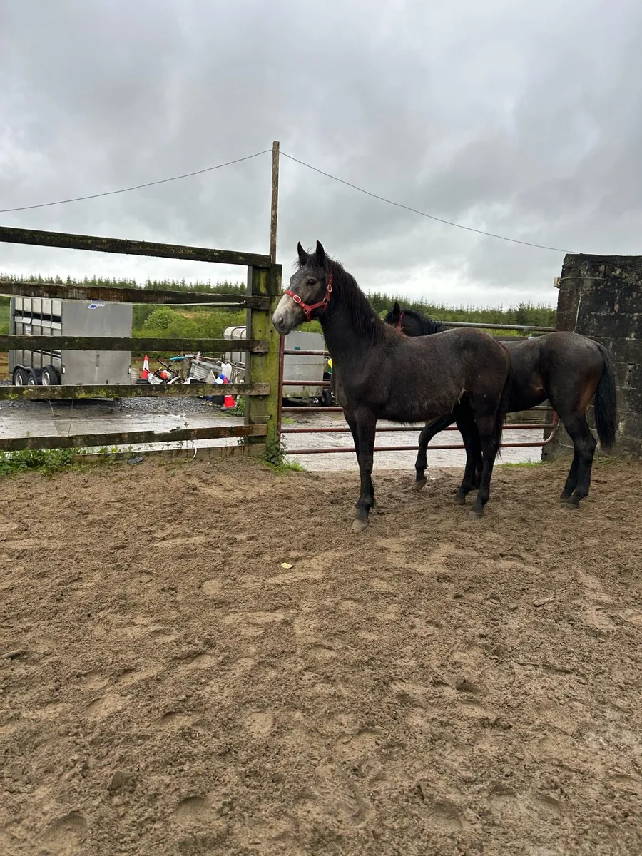 Connemara Yearling Colts - Image 2